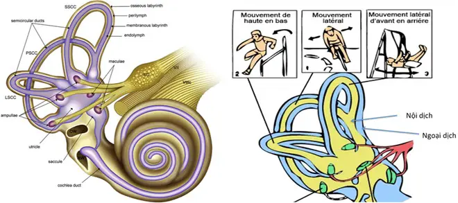 Ảo giác máy chạy bộ là gì: 100% những ai từng chạy bộ ở phòng gym đều sẽ thấy